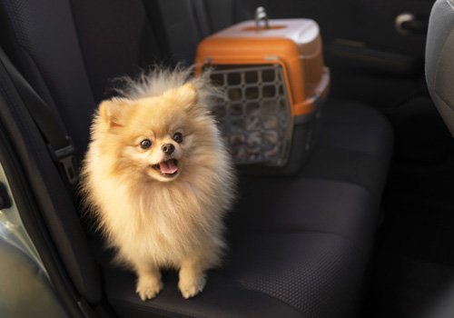 Pawskerz Pet Taxi