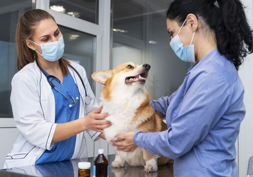 Pawskerz Pet Vaccination